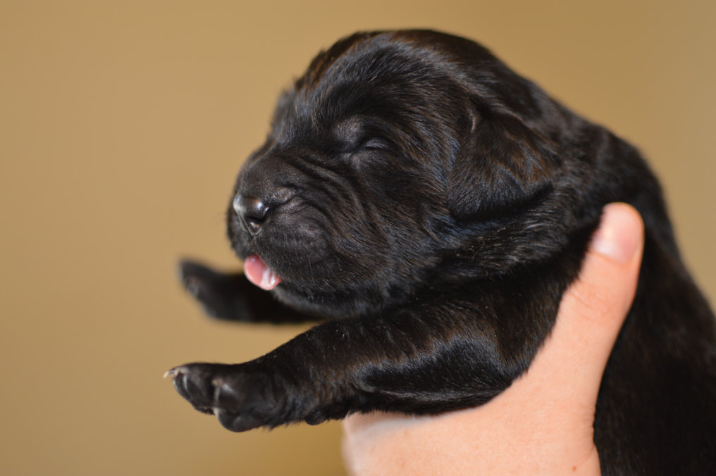 Newborn newfoundland hot sale puppies