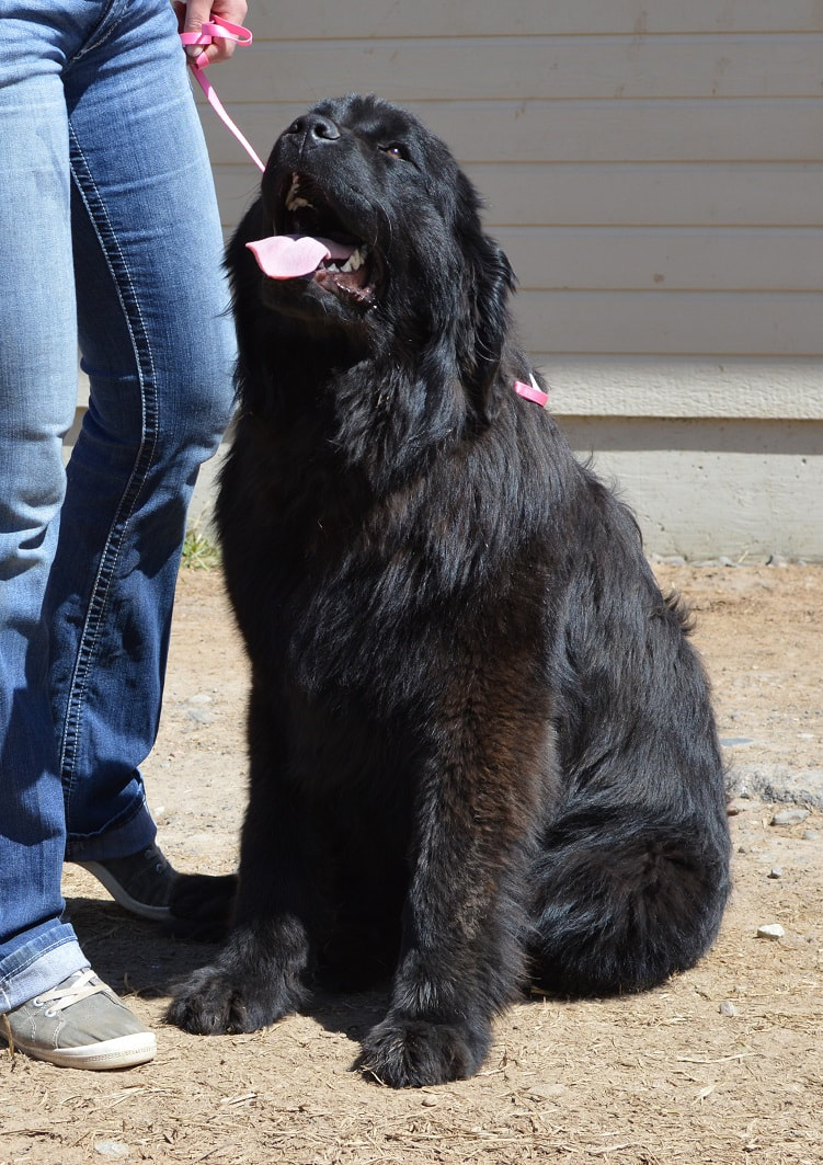 How much to outlet feed a newfoundland puppy