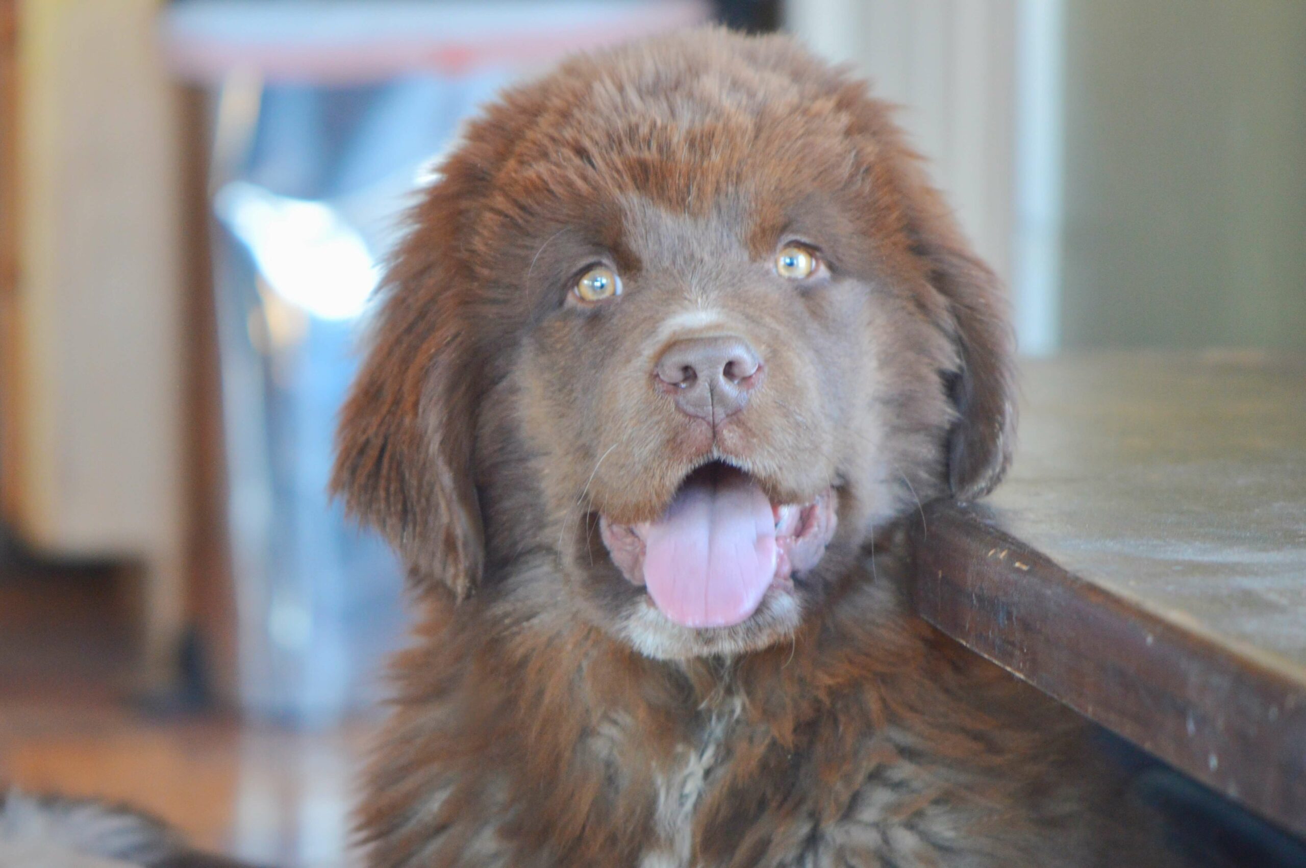 thumbnail image 2 of Newfoundland Mug, Newfie Mug, Newfoundland Cup, Newfoundland Dog Coffee 2 of 13