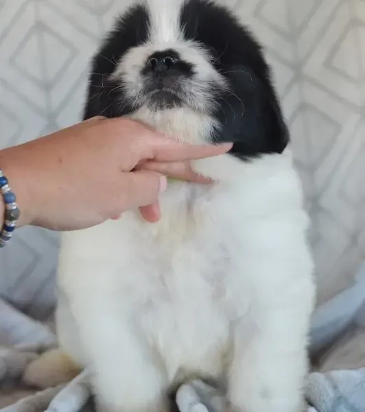 newfie puppies for sale bw male green band feb 6 2024 2