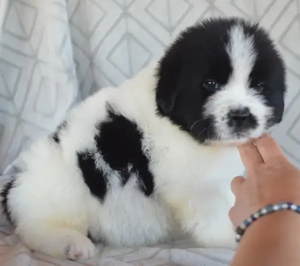 newfie puppies for sale bw male green band feb 6 2024